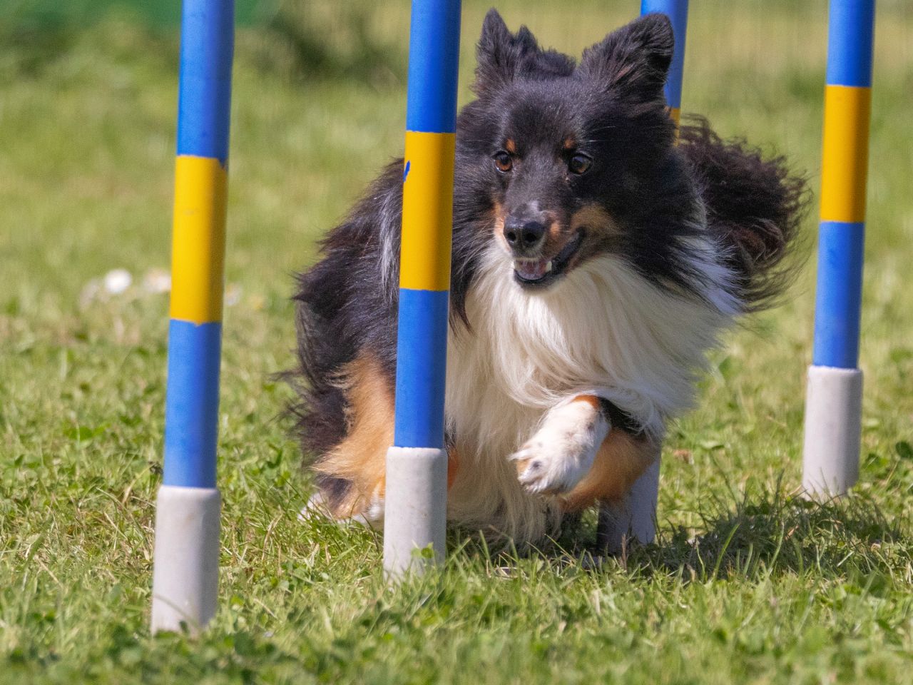 scuola agility dog